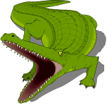 alligator