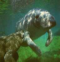 manatees