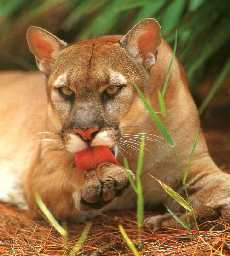 Florida panther