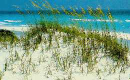 seaoats