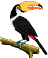 Toucan