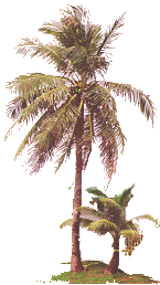 [Coconut Palm Trees]