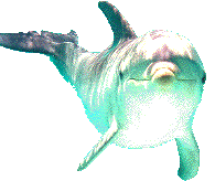 dolphin