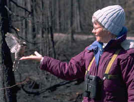 Barb &Gray Jay