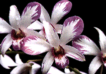 dendrobium