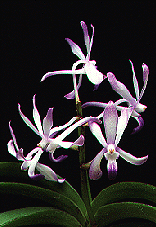 rhynchostylis