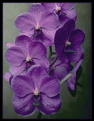 vanda