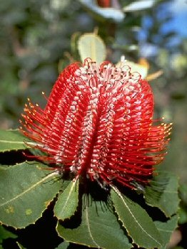 WaratahBanksia.jpg - 30.95 K