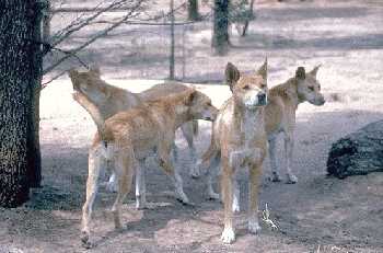 dingos.gif - 78.3 K