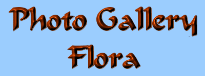 florahead.gif - 4.4 K