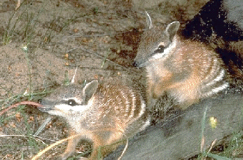 numbat.gif - 83.4 K