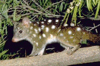 western_quoll.gif - 81.4 K