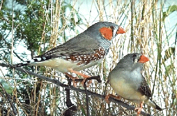 zebra_finch.gif - 87.6 K