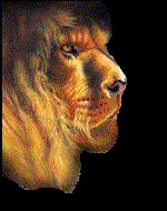 Lion head