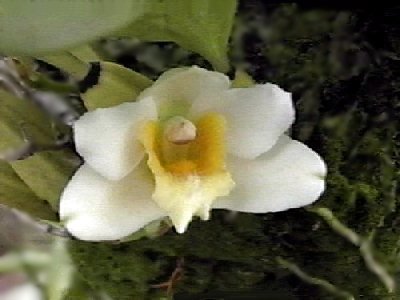 Bifrenaria thyrianthina alba