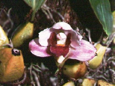 Bifrenaria harrisoniae