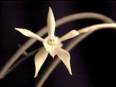 Brassavola martiana