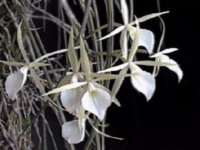 Brassavola tuberculata