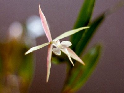 Epidendrum nocturnum