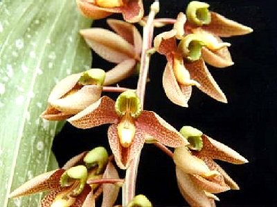 Catasetum ornithoides