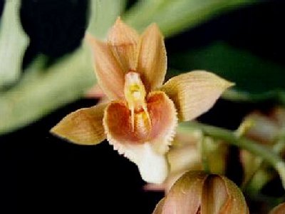 Catasetum vinaceum