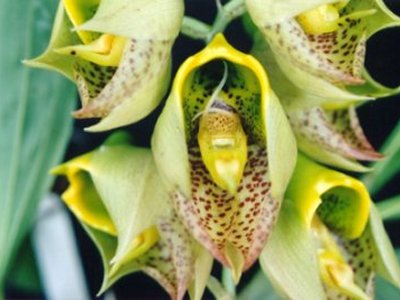 Catasetum macrocarpum