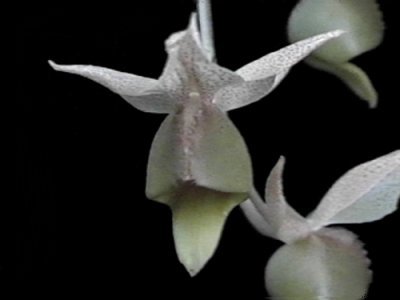 Catasetum fuchsii