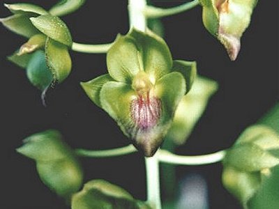 Catasetum trulla