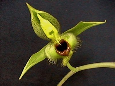 Catasetum osculatum