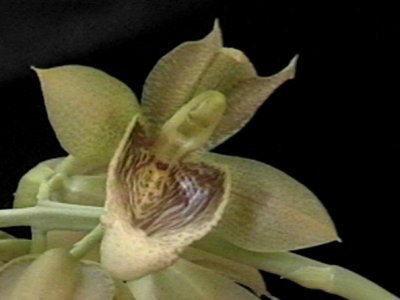 Catasetum vinaceum semialbum