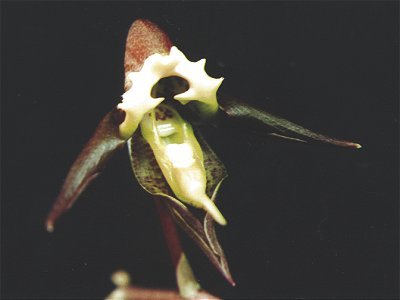 Catasetum gnomus