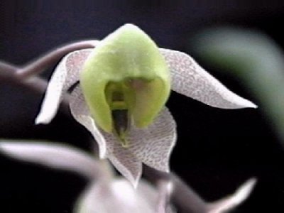 Catasetum matogrossense