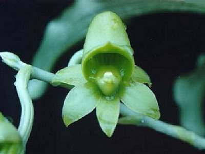 Catasetum fimbriatum, female flower