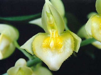 Catasetum spitzii