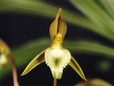 Catasetum juruense