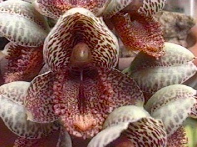 Catasetum denticulatum