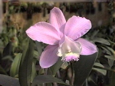 Cattleya lodigesii