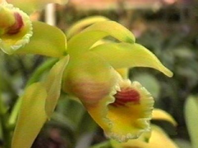 Cattleya luteola