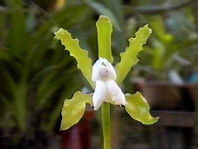 Cattleya elongata v. alba