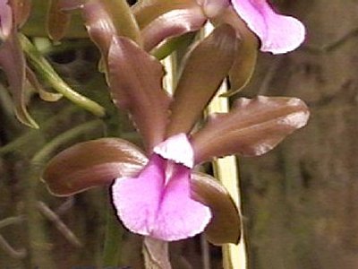 Cattleya bicolor