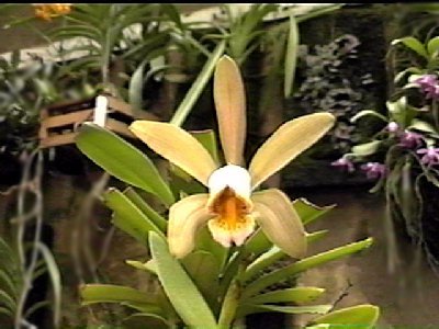 Cattleya forbesii