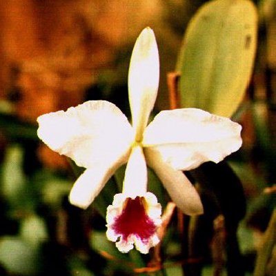 Cattleya labiata v. semi-alba