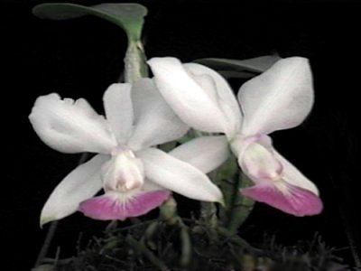 Cattleya walkeriana semialba