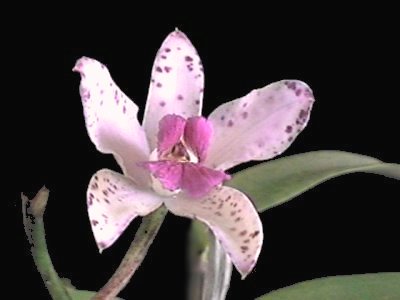 Cattleya amethystoglossa