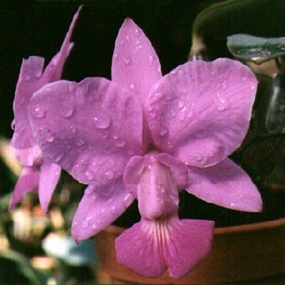 Cattleya walkeriana