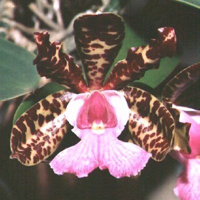 Cattleya aclandiae