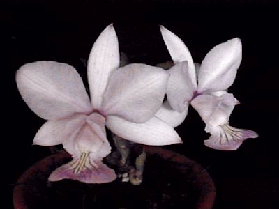 Cattleya nobilior amaliae