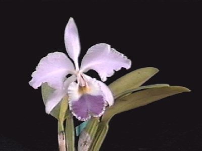 Cattleya labiata warneri coerulea