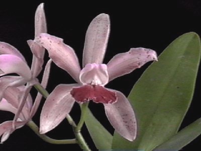 Cattleya X intricata