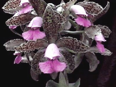 Cattleya tigrina